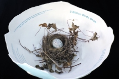 3 Billion Birds Gone, top view