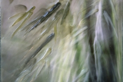 Bamboo