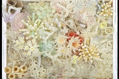 Coral Bleaching: The Effects of Plastics
