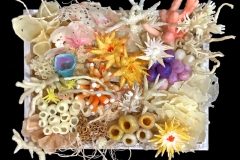 Coral Bleaching #1
