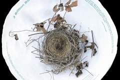 3 Billion Birds Gone, top view