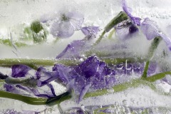 Violets