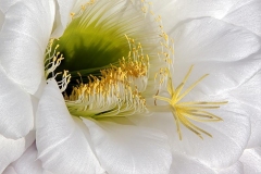 Blossom, Argentine Giant