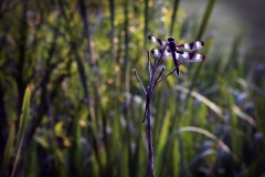 Dragonfly in Late Afternoon