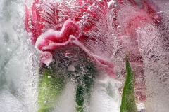 Frozen in Place