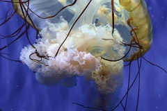 Jelly Fish