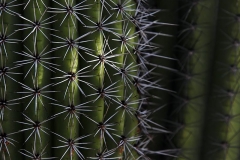 Morning Light on Cactus