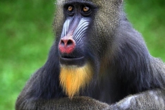 Portrait of a Mandril