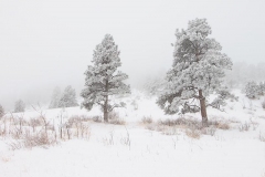 Snow and Fog