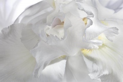 White Iris