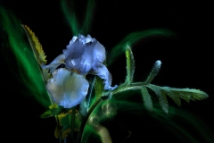 Mysterious Blue