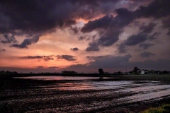 A Wet Spring Sunset A Wet Spring Sunset