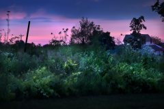 Fireflies