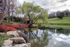 Weeping Willow and Red Spirea