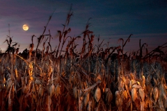 Harvest Moon